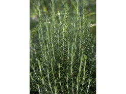 Rosmarinus Officinalis Arp Rosmarin Winterhart Ca. 9x9 cm Topf< Töpfe