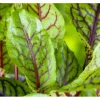 Rumex Acetosa Wiesen Sauerampfer Ca. 11x11 cm Topf< Töpfe