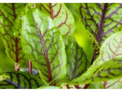 Rumex Acetosa Wiesen Sauerampfer Ca. 11x11 cm Topf< Töpfe