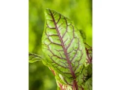 Rumex Acetosa Wiesen Sauerampfer Ca. 11x11 cm Topf< Töpfe