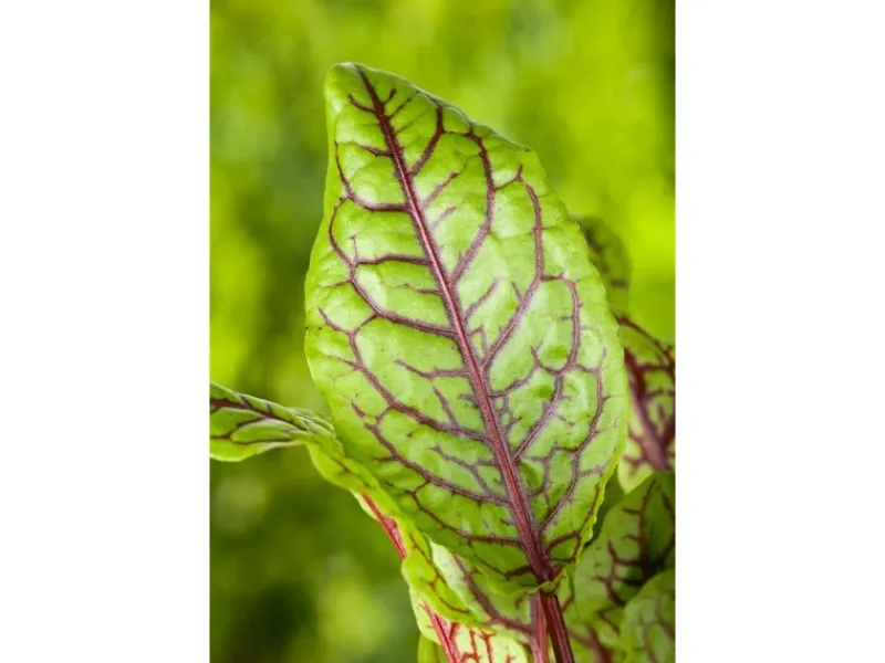 Rumex Acetosa Wiesen Sauerampfer Ca. 11x11 cm Topf< Töpfe