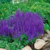 New Salvia Nemorosa Blaukönigin Steppen-Salbei Ca. 9x9 cm Topf