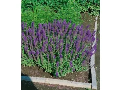 New Salvia Nemorosa Blaukönigin Steppen-Salbei Ca. 9x9 cm Topf