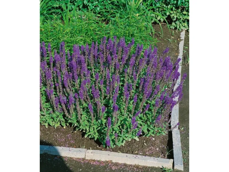 New Salvia Nemorosa Blaukönigin Steppen-Salbei Ca. 9x9 cm Topf