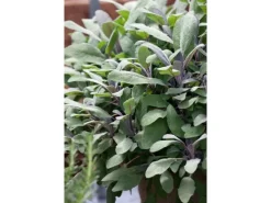 Salvia Officinalis Purpurascens Echter Salbei Ca. 9x9 cm Topf< Töpfe