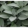 Töpfe<Salvia Officinalis Würzburg Echter Salbei Ca. 9x9 cm Topf