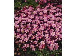Töpfe<Saxifraga X Arendsii Ingeborg Moossteinbrech Ca. 9x9 cm Topf