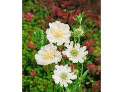 Discount Scabiosa Caucasica Perfecta Alba Kaukasische Skabiose Ca. 11x11 cm Topf