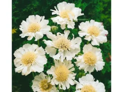 Discount Scabiosa Caucasica Perfecta Alba Kaukasische Skabiose Ca. 11x11 cm Topf