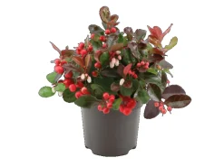 Töpfe<Scheinbeere "Big Berry" Weiß-Rosa Topf-Ø ca. 10,5 cm Gaultheria procumbens