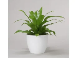 Hot Scheurich Übertopf 920 Ø 16 cm Alaska Weiß