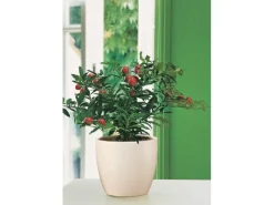 Scheurich Töpfe<Übertopf 920 Ø 19 cm Creme