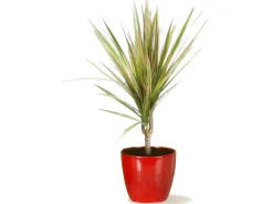 Scheurich Übertopf 920 Ø 14 cm< Töpfe