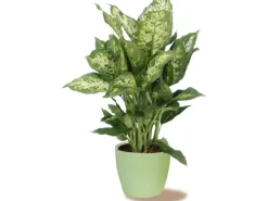 Scheurich Töpfe<Übertopf 920 Ø 11 cm Light Green