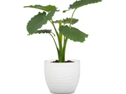 Scheurich Übertopf 866 Ø 22 cm Panna Weiß