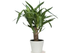 Scheurich Übertopf 808 Ø 13 cm Panna< Töpfe