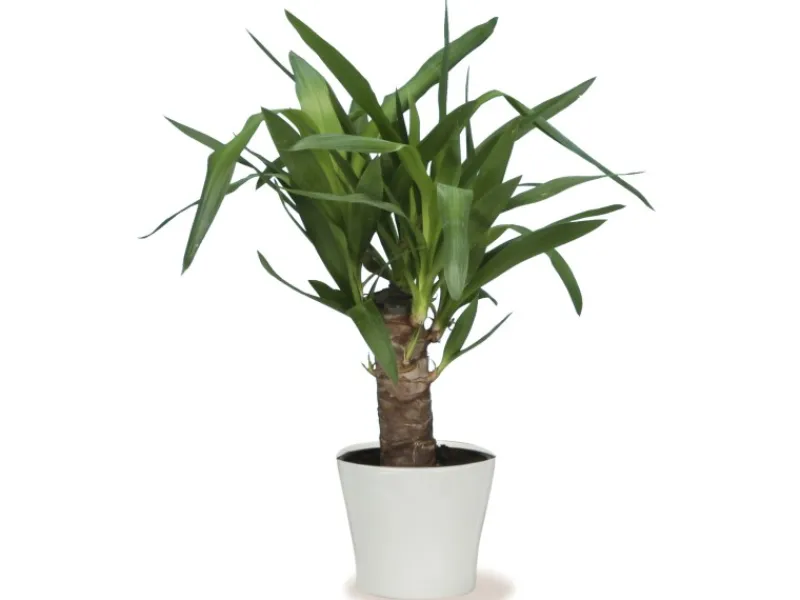 Scheurich Übertopf 808 Ø 17 cm Panna< Töpfe