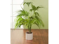 Clearance Scheurich Übertopf 828 Ø 12 cm Sesame Beige