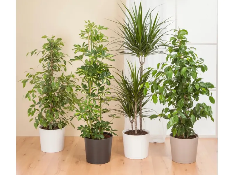 Scheurich Übertopf 883 Ø 13 cm x 11,5 cm< Töpfe