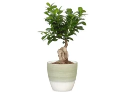 Scheurich Töpfe<Übertopf 950 Ø 16 cm x 15,2 cm Hellgrün