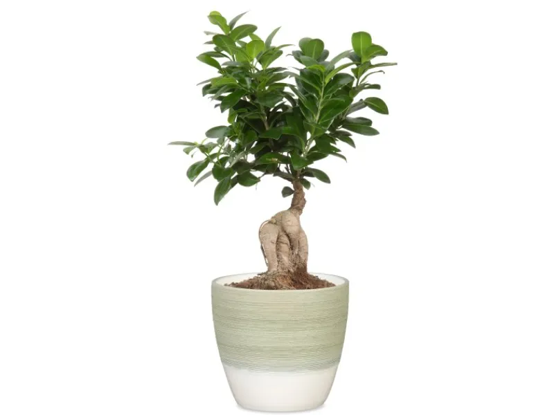 Scheurich Töpfe<Übertopf 950 Ø 16 cm x 15,2 cm Hellgrün