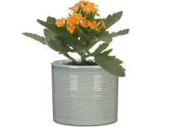 Scheurich Übertopf 828 Classic Mix Ø 9 cm x 8,5 cm Farbenauswahl< Töpfe