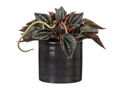 Scheurich Übertopf 828 Classic Mix Ø 9 cm x 8,5 cm Farbenauswahl< Töpfe