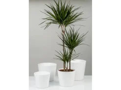 Scheurich Übertopf Sophie 949 Ø 25 cm Panna< Töpfe