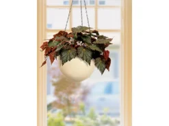 Scheurich Töpfe<Hängeampel 845 Ø 22 cm Creme