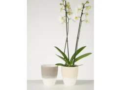 New Scheurich Orchideengefäß 650 Ø 13 cm Vanilla Cream Weiß