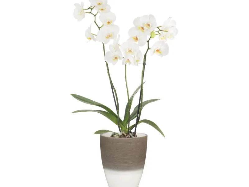 Scheurich Töpfe<Orchideengefäß 650 Ø 13 cm Espresso Cream