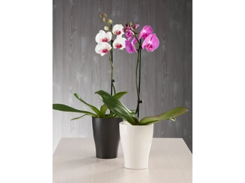 Scheurich Töpfe<Orchideengefäß 608 Ø 13 cm