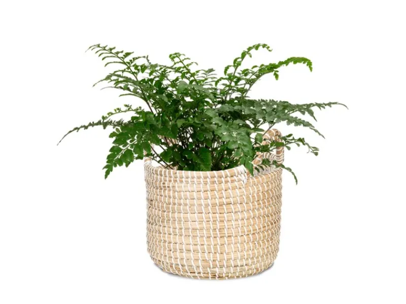 Scheurich Pflanzgefäß 514 Ø 36 cm x 34 cm< Töpfe