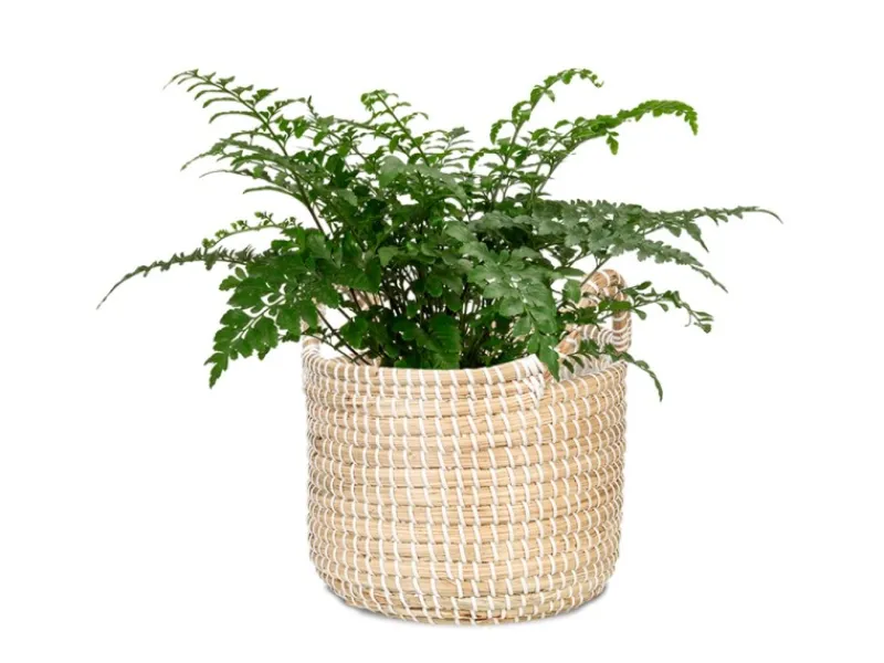 Scheurich Töpfe<Pflanzgefäß 514 Ø 32 cm x 29,5 cm