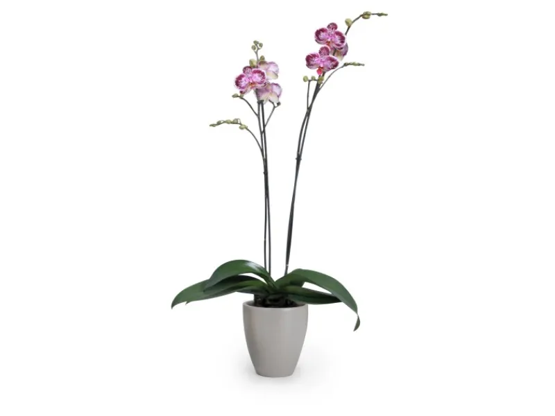Outlet Scheurich Pflanzgefäß 620 Ø 13 cm Taupe