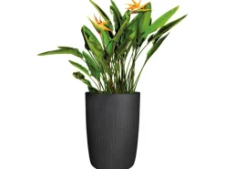 Scheurich Pflanzsäule Linetto High Ø 38 cm x 54 cm< Töpfe