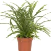 Töpfe<Schwertfarn "Duffy" Topf-Ø ca. 12 cm Nephrolepis