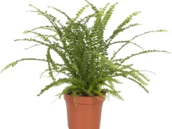 Töpfe<Schwertfarn "Duffy" Topf-Ø ca. 12 cm Nephrolepis