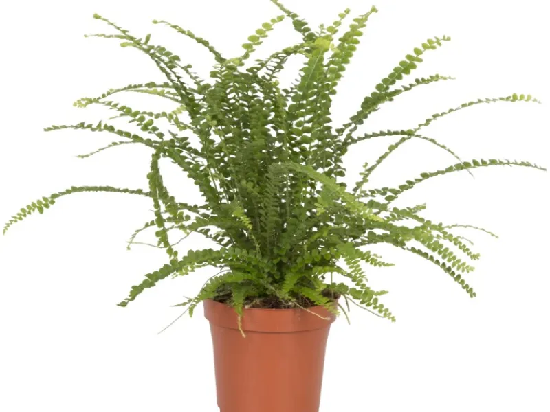 Töpfe<Schwertfarn "Duffy" Topf-Ø ca. 12 cm Nephrolepis