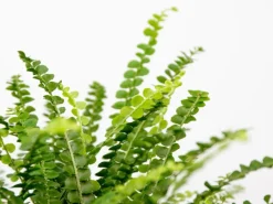 Töpfe<Schwertfarn "Duffy" Topf-Ø ca. 12 cm Nephrolepis