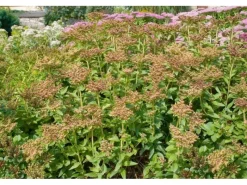 Töpfe<Sedum Aizoon Fetthenne Ca. 9x9 cm Topf