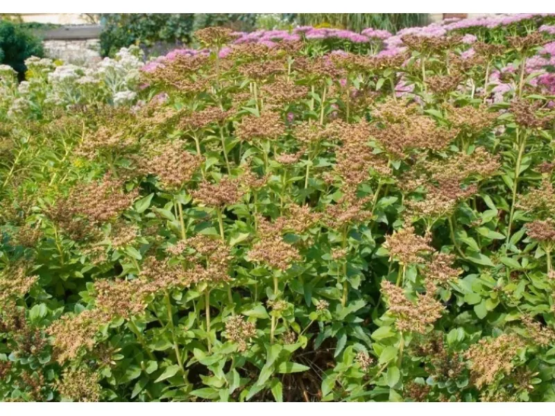 Töpfe<Sedum Aizoon Fetthenne Ca. 9x9 cm Topf