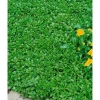 Töpfe<Sedum Hybridum Immergrünchen Fetthenne Ca. 9x9 cm Topf
