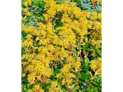 Töpfe<Sedum Hybridum Immergrünchen Fetthenne Ca. 9x9 cm Topf