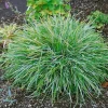 Clearance Sesleria Albicans Blaugras Ca. 9x9 cm Topf