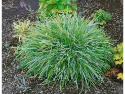 Clearance Sesleria Albicans Blaugras Ca. 9x9 cm Topf