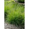 Sesleria Autumnalis Herbst-Kopfgras Ca. 9x9 cm Topf Ziergras< Töpfe