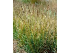 Sesleria Autumnalis Herbst-Kopfgras Ca. 9x9 cm Topf Ziergras< Töpfe
