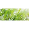 Küchenrückwände|Kochfelder<Spritzschutz-Rückwand WandArt easy 200 cm x 58,5 cm Grass (D4002P BRIL) FSC®