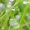 Sale Spritzschutz-Rückwand WandArt easy 80 cm x 58,5 cm Grass (D4002P BRIL) FSC®